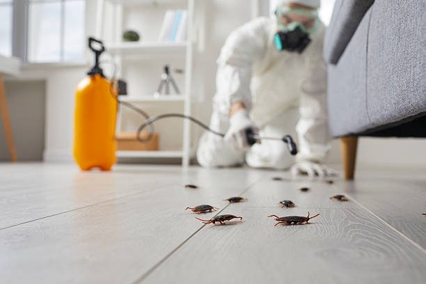 Commercial Rodent Management in Morongo Valley